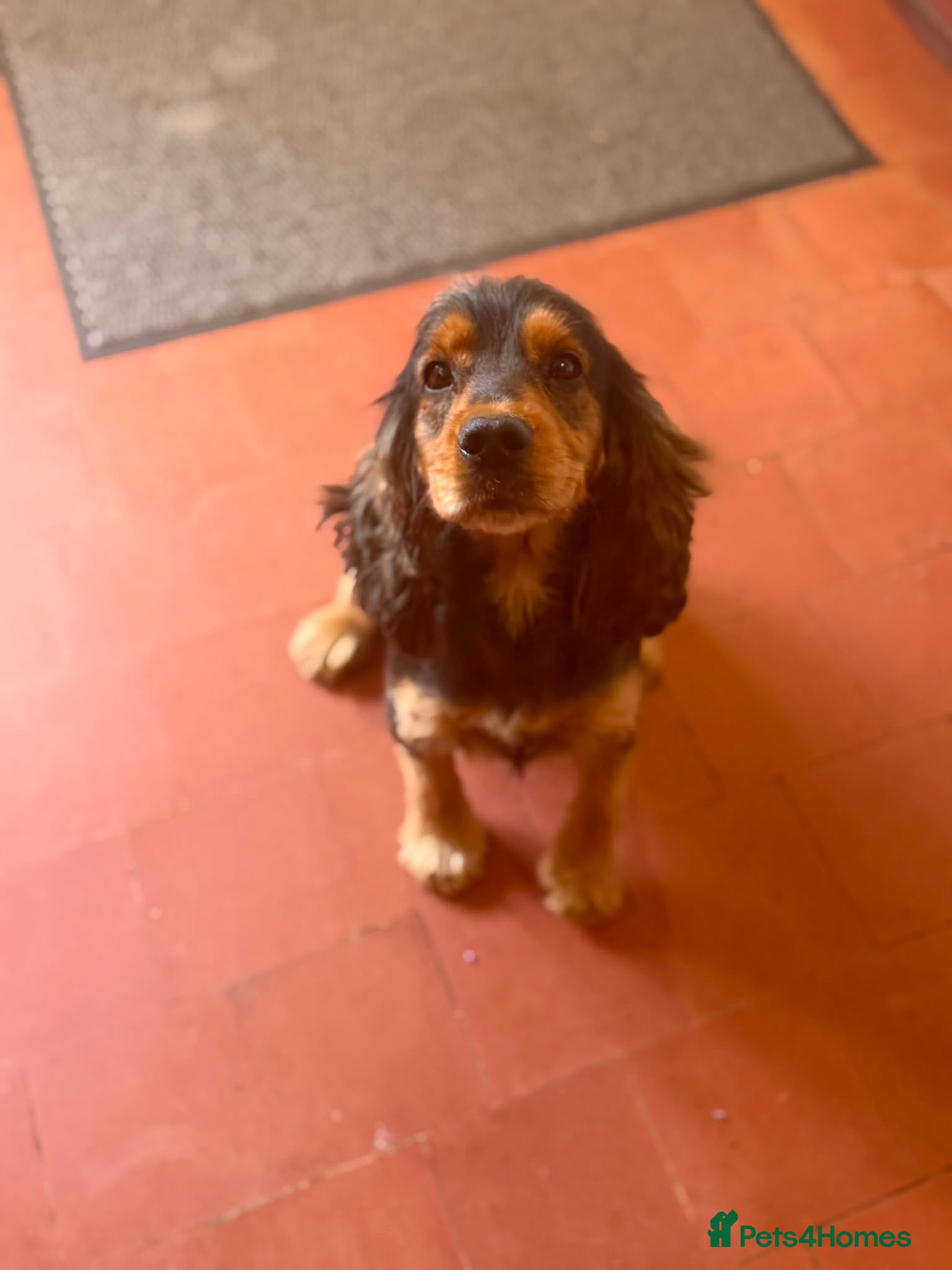 Cocker Spaniel dogs Beautiful 6 year old Cock Spaniel - Advert 2