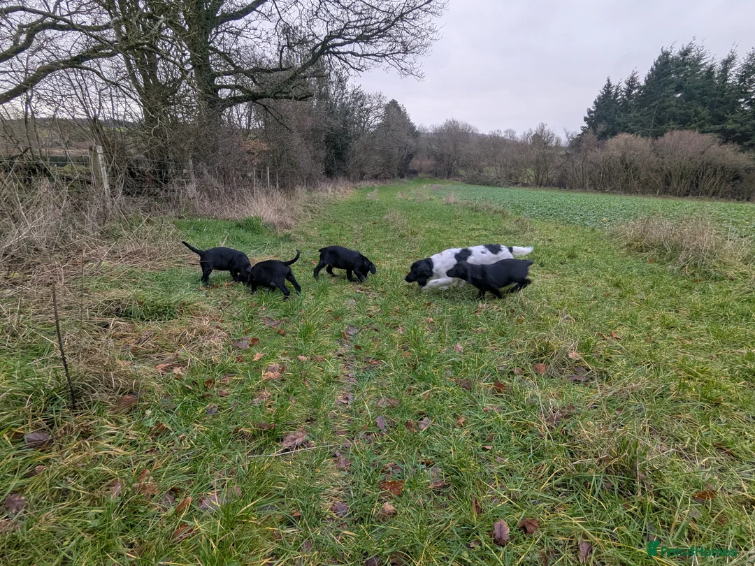 Springador dogs for sale: Springer/ Labrador  - Advert 3