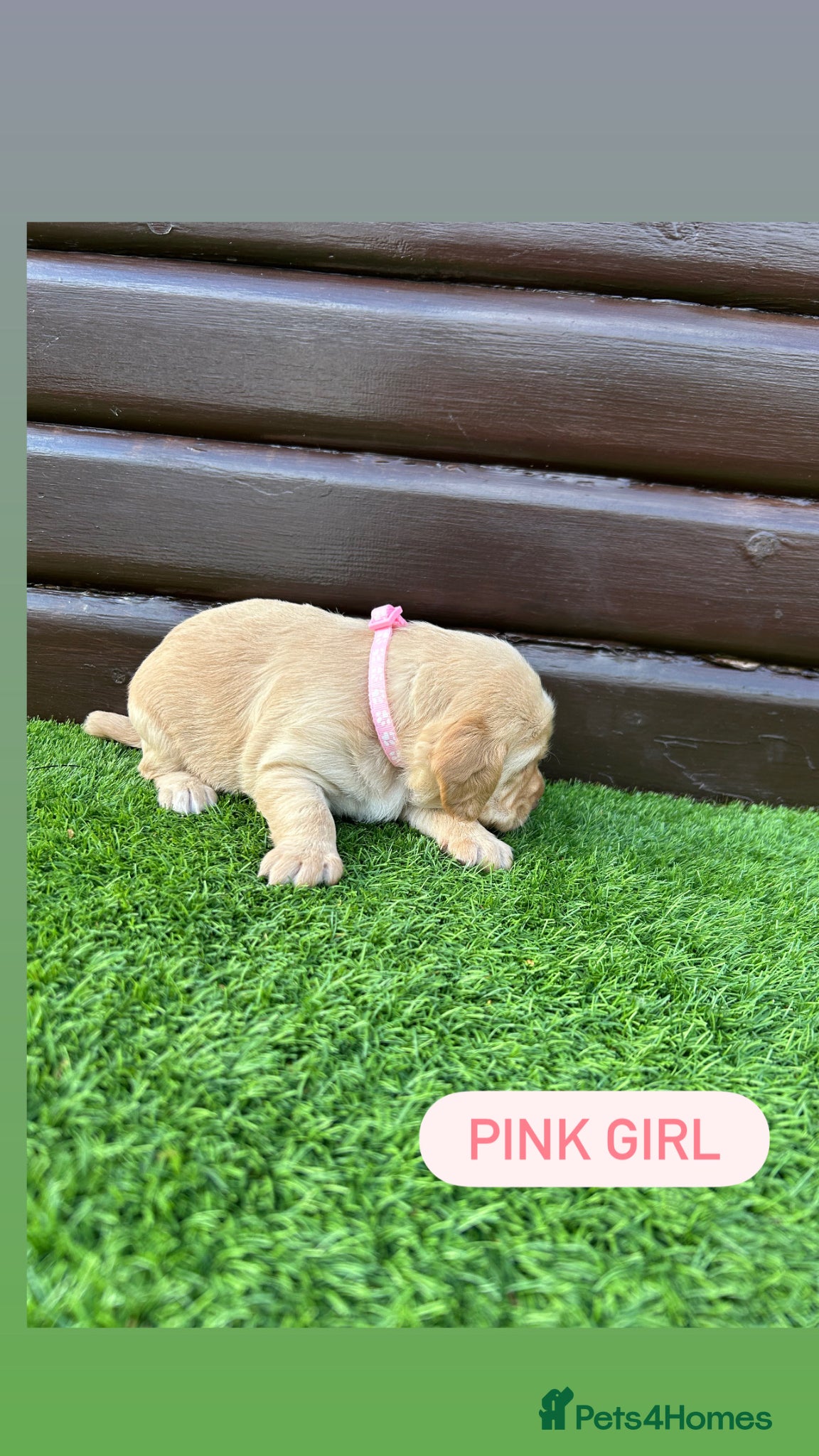 Cockerdor dogs 6 beautiful cockerdor puppies - Advert 2