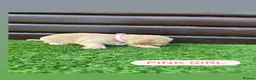 Cockerdor dogs for sale: 6 beautiful cockerdor puppies - Advert 12