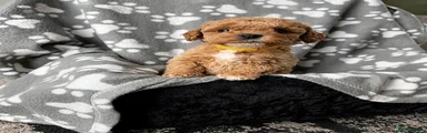 Cockapoo 5