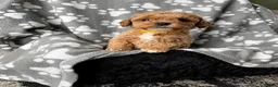 Cockapoo dogs for sale: One boy left, Ready To Leave F1b Cockapoo puppies - Advert 7