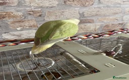 Lovebirds birds for sale: Beautiful hand reared baby lovebird  - Image 3