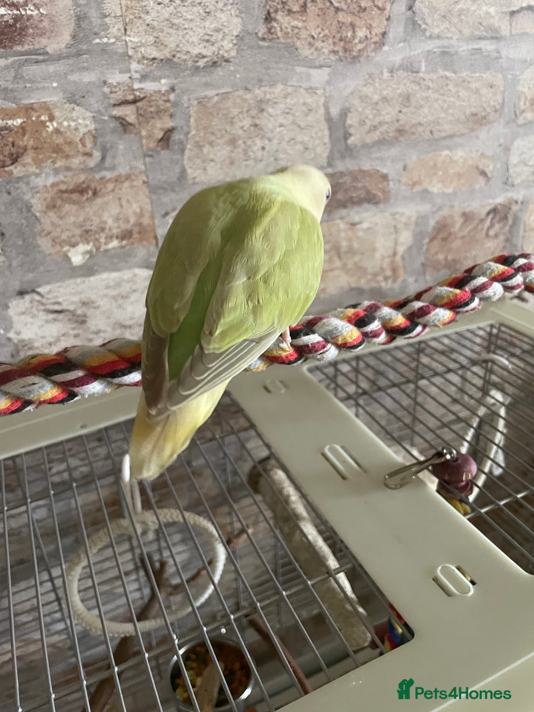 Lovebirds birds for sale: Beautiful hand reared baby lovebird  - Image 3