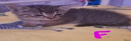 Mixed Breed cats for sale: Five gorgeous kittens  - Advert 22