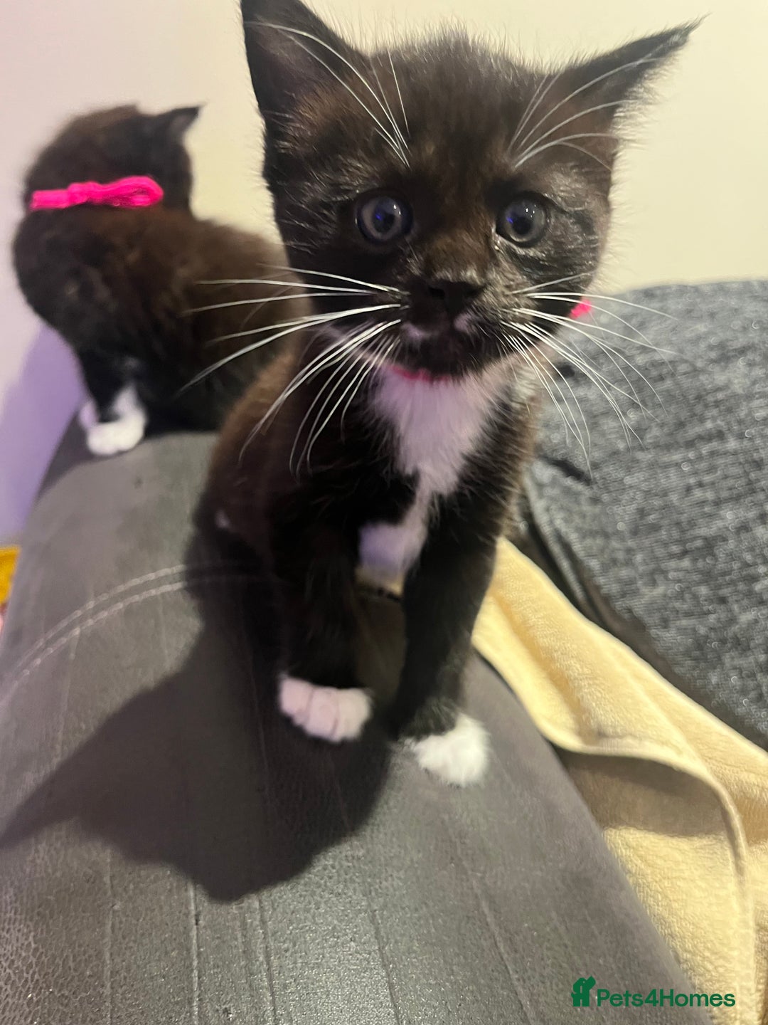 Maine Coon cats for sale: Main coon cross bread  - Advert 6