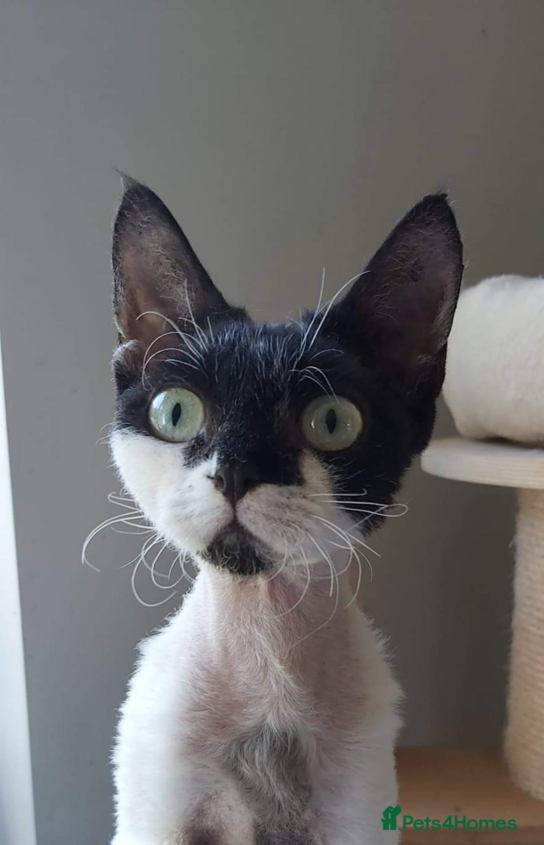 Devon Rex cats for sale: Young adult Devon Rex bicolor female - Advert 1