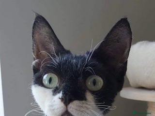 Devon Rex cats Young adult Devon Rex bicolor female - Advert 1