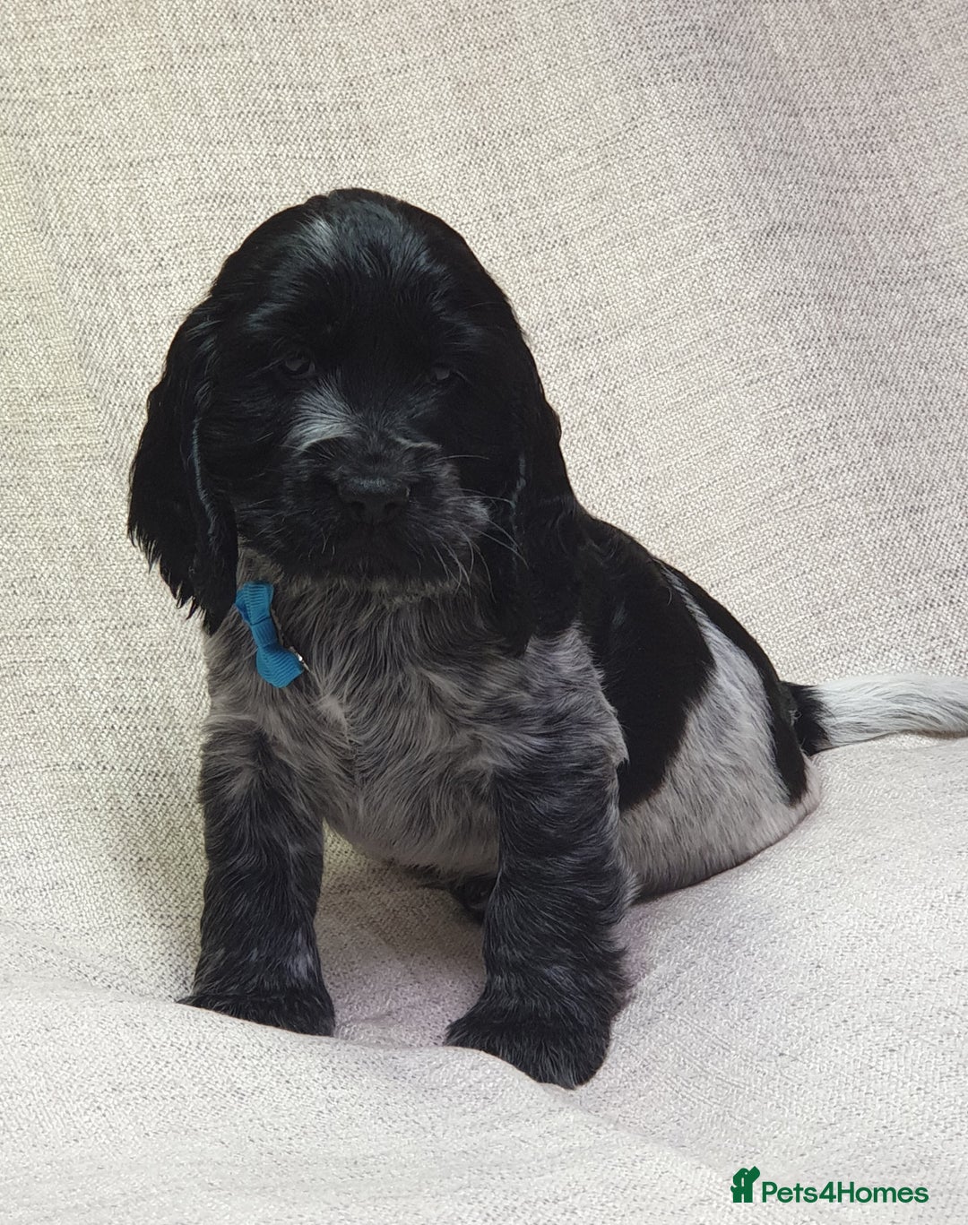 Cocker Spaniel dogs for sale: Show type unique markings cocker spaniel puppies  - Advert 22