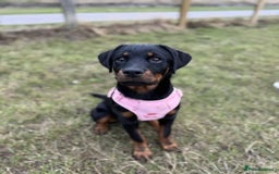 Rottweiler dogs for sale: Rehoming our sweet and playful puppy, Freyja - Image 1