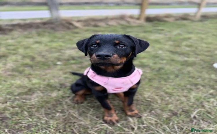 Rottweiler dogs for sale - Advert 2
