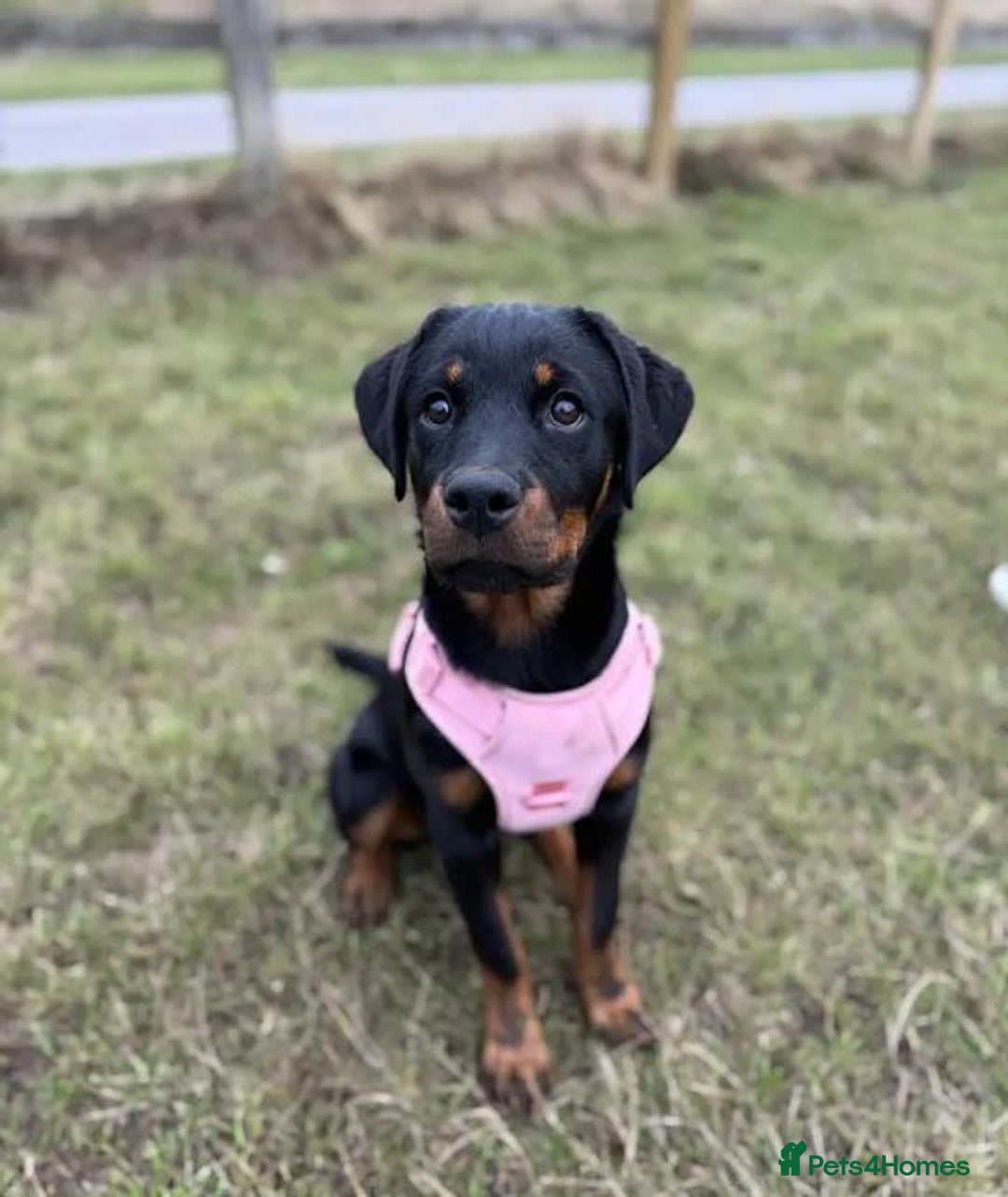 Rottweiler dogs for sale: Rehoming our sweet and playful puppy, Freyja - Image 1