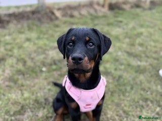 Rottweiler dogs - Advert 5