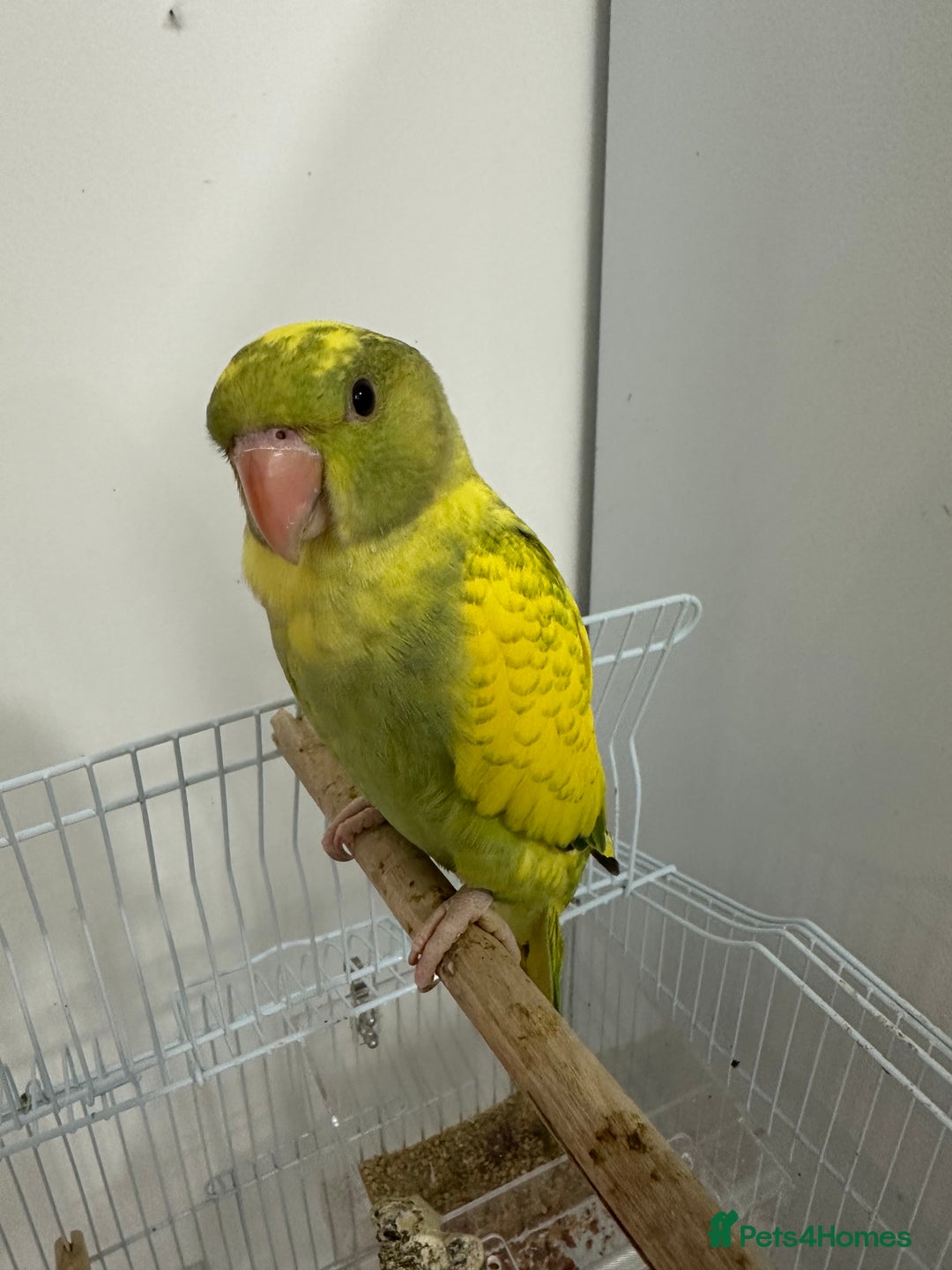 Ringnecks birds for sale: Hand-Reared Ringneck Rare & Extremely Friendly - Image 6