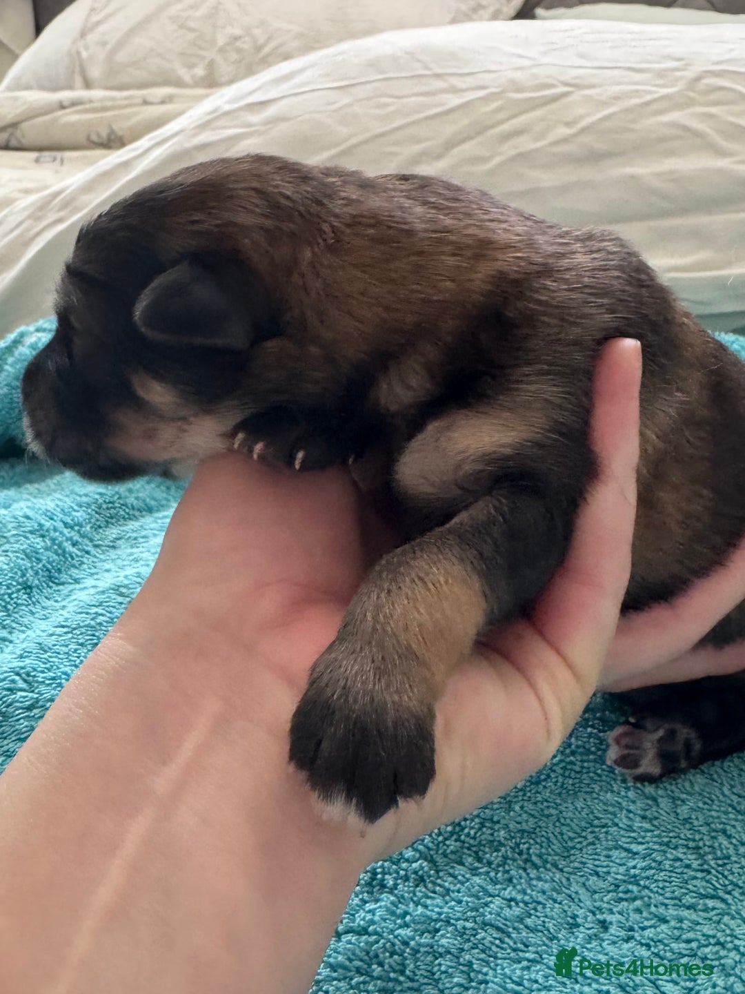 Mixed Breed dogs for sale: Beautiful Inca & handsome Nanuq PUPDATE x2  - Image 13