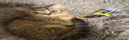 British Shorthair cats for sale: Beautiful British Shorthair Kittens  - Advert 7