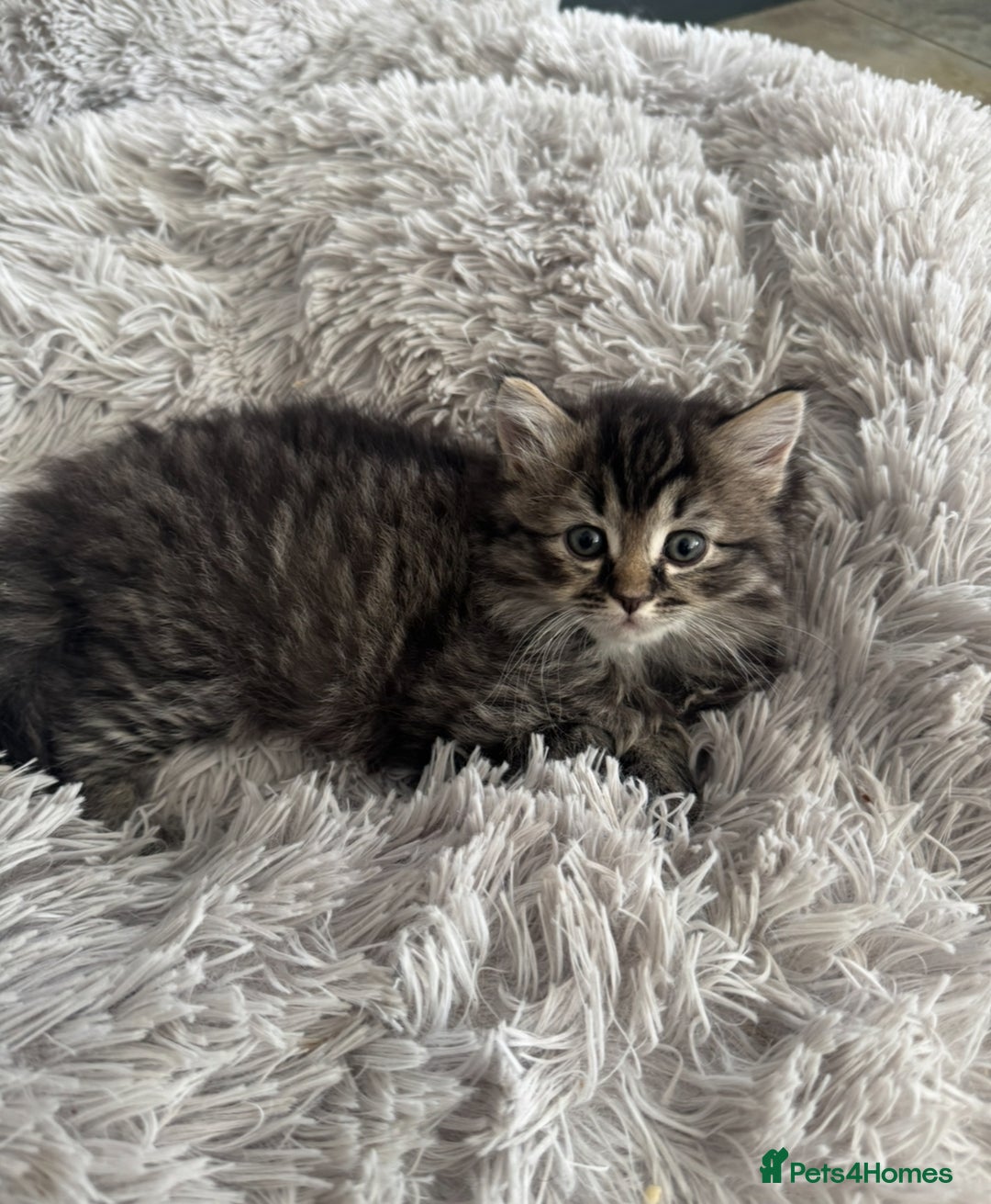 Mixed Breed cats for sale: Maine coon x ragdoll  - Image 9