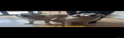 Golden Retriever dogs for sale: Beautiful KC registered Golden Retriver puppies  - Advert 18