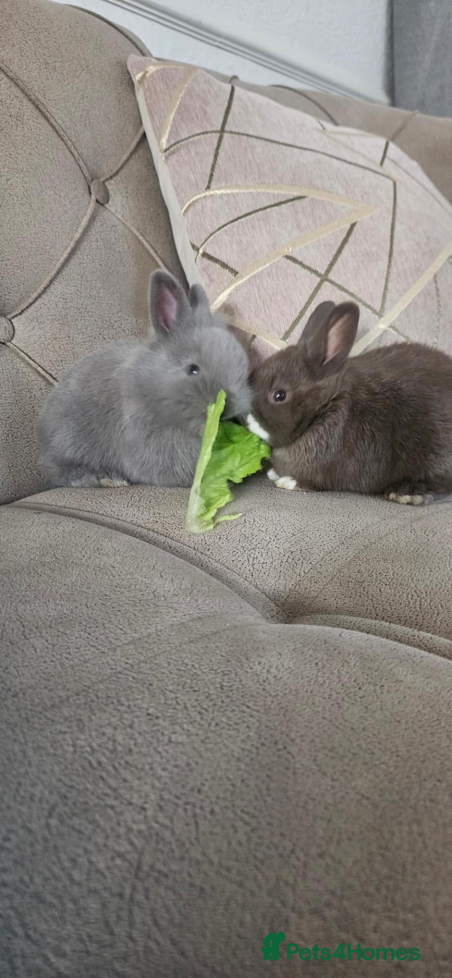 Mixed Breed rabbits They are lion head and Dutch mix 🥰 - Advert 2