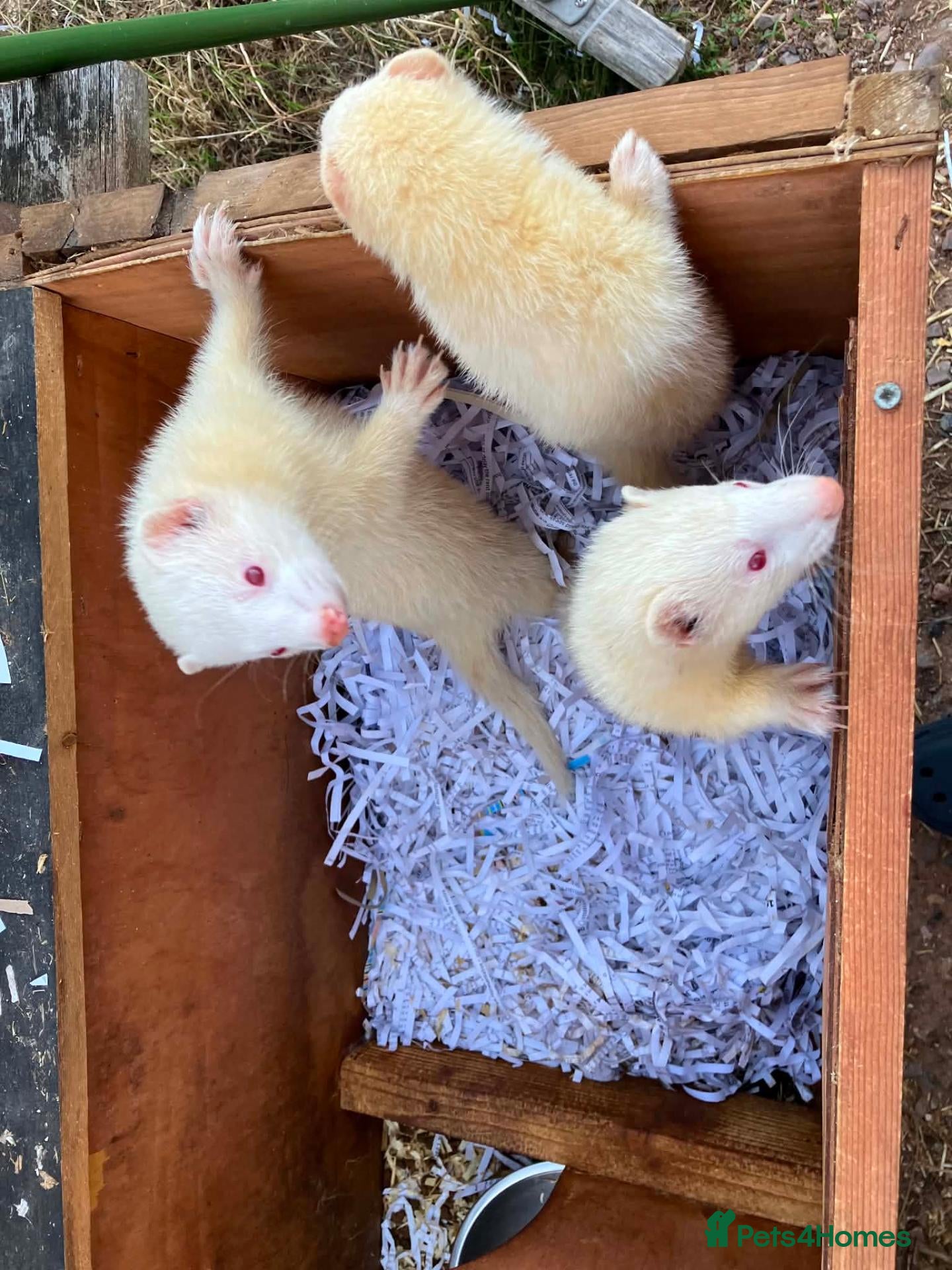 Ferret rodents Albino ferrets for sale - Advert 20