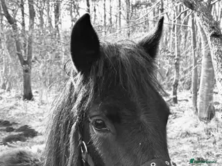 Irish Thoroughbred horses Dartmoor Pony - Advert 8