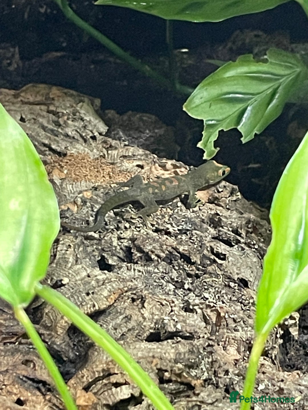 Gecko reptiles for sale: Madagascan giant day geckos with vivarium - Advert 12