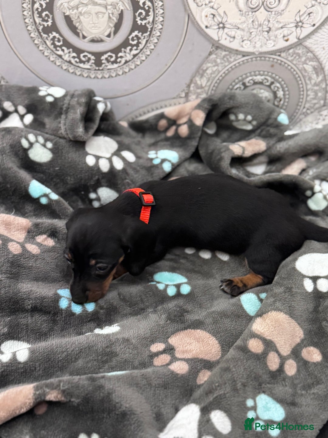 Dachshund dogs for sale: Dachshund Puppies  - Advert 12