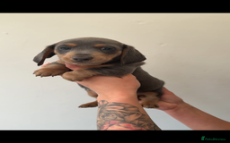 Miniature Dachshund dogs for sale: Longhaired miniature dachshund’s  - Image 6