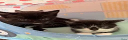 Mixed Breed cats for sale: Beautiful black & white kittens for sale  - Advert 8