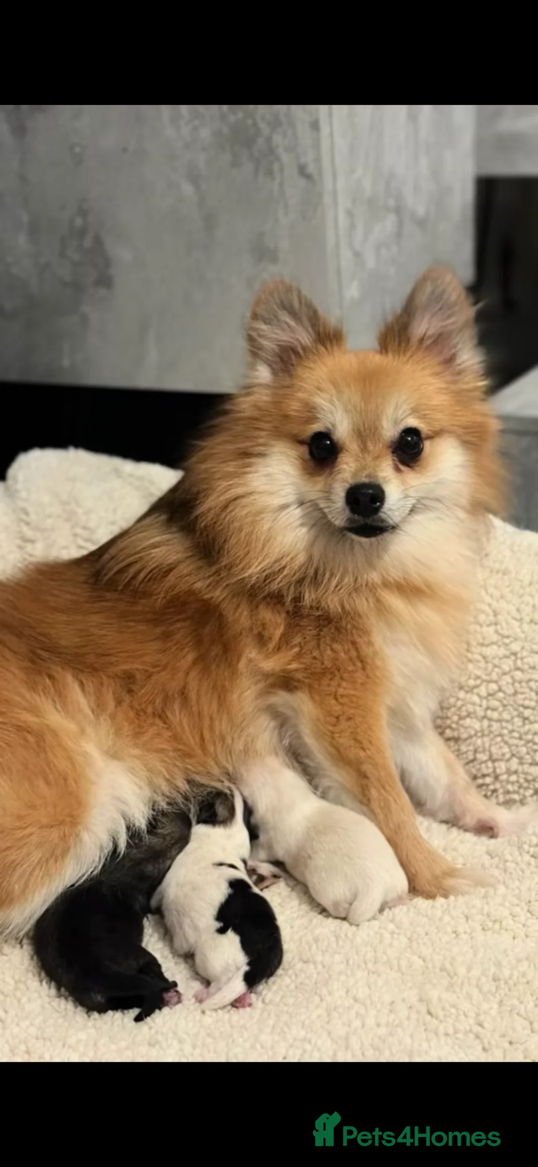 Pomeranian dogs for sale: Pomeranian Puppies for Sale 🐾 in Tamworth - Advert 2