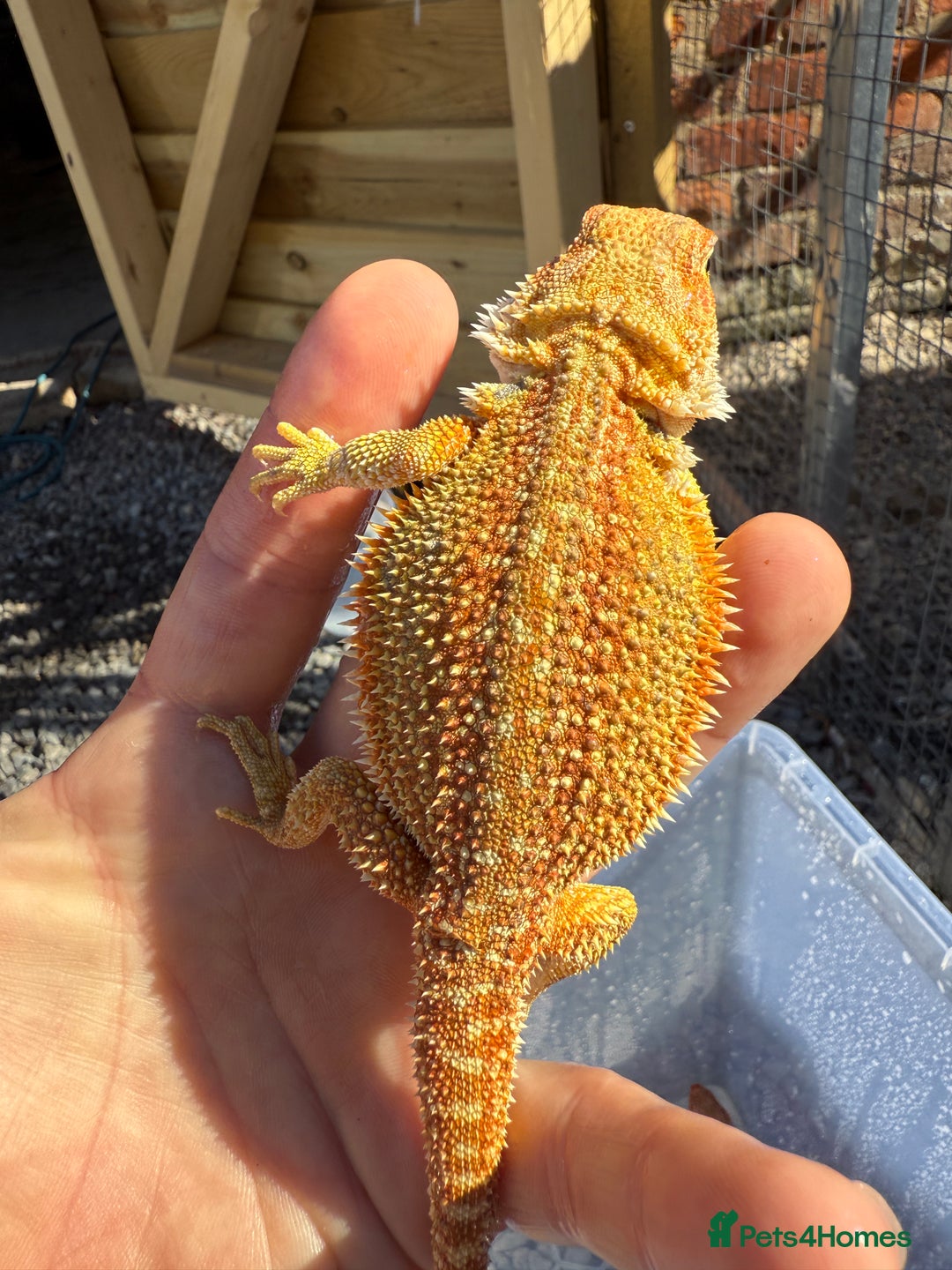 Dragon reptiles for sale: G Stripe, Dunner STUNNING loads of colour  - Image 2