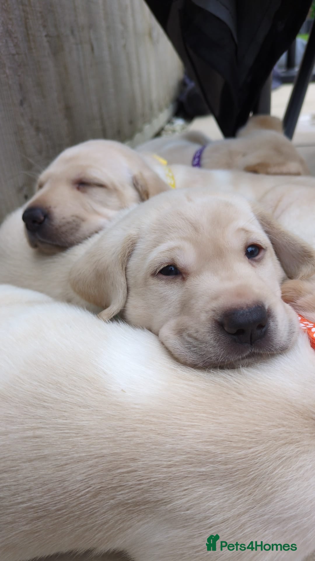 Labrador Retriever dogs 3 Beautiful Labs for sale 2x Boys 1x Girls  - Advert 1