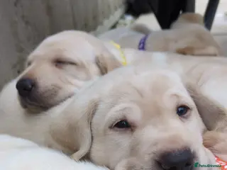 Labrador Retriever dogs 3 Beautiful Labs for sale 2x Boys 1x Girls - Advert 1
