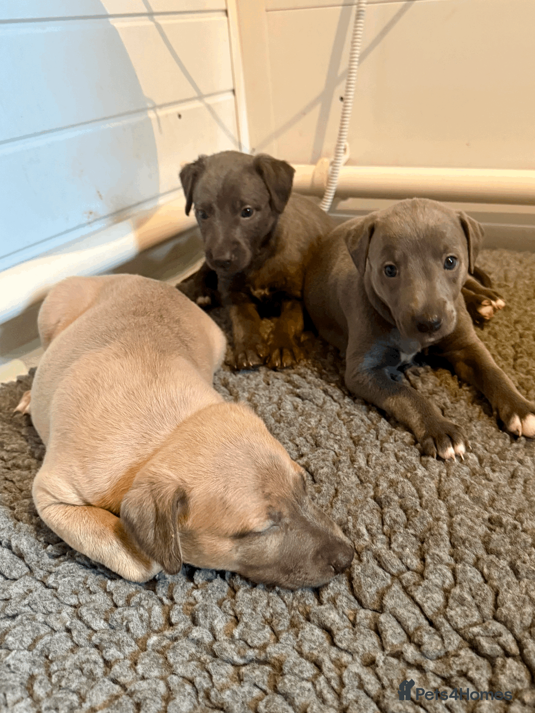Mixed Breed dogs for sale: 5 stunning Whippet Bedlington pups available.  - Advert 3