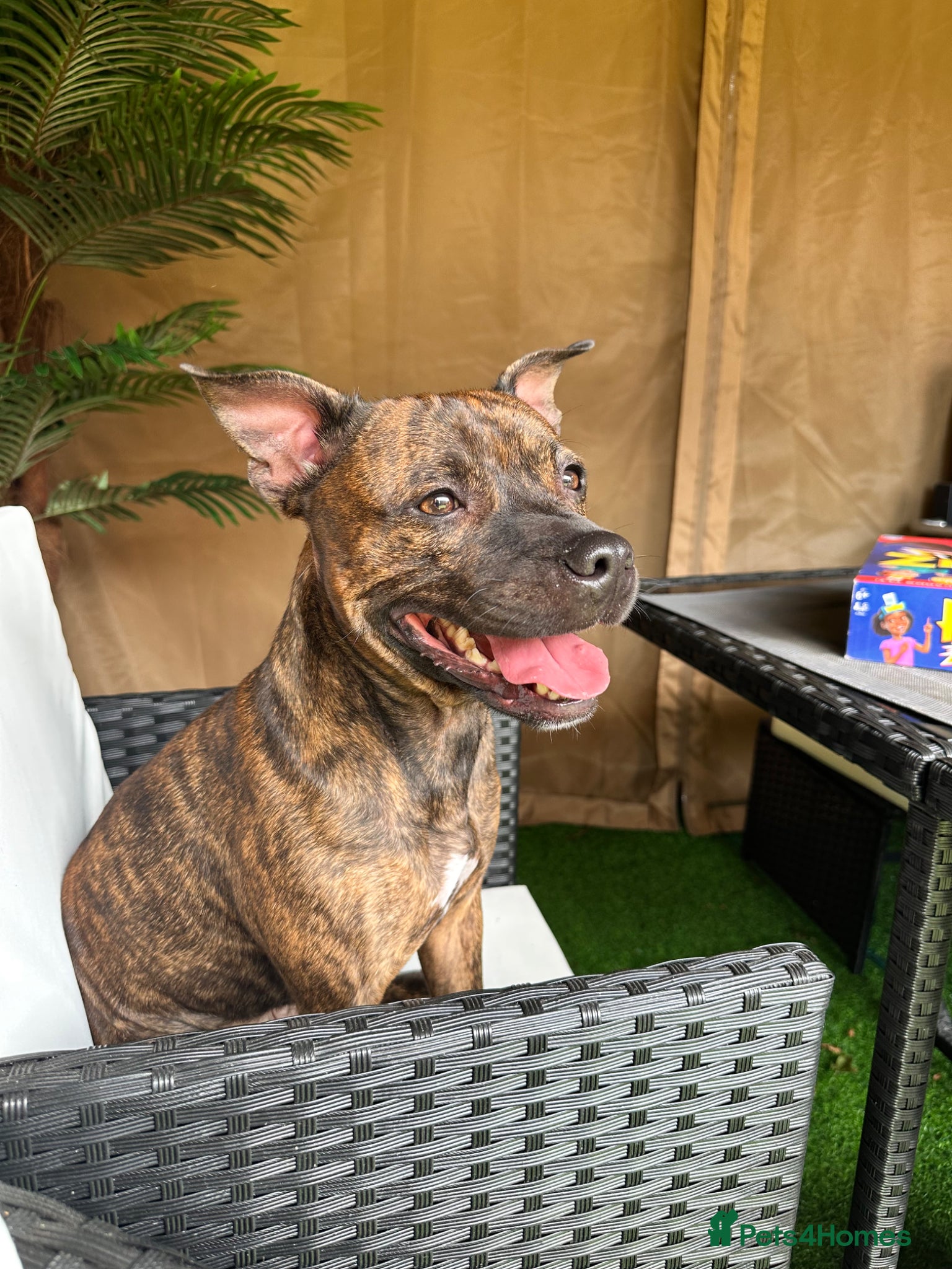 Staffordshire Bull Terrier dogs Looking for a staffy dog for a stud. - Advert 3