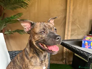 Staffordshire Bull Terrier dogs Looking for a staffy dog for a stud. - Advert 3