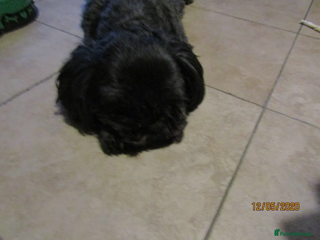 Shih Tzu dogs for stud: Bailey for stud in Spalding - Advert 33