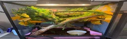 Chameleon reptiles for sale: Panther chameleon female - Advert 2
