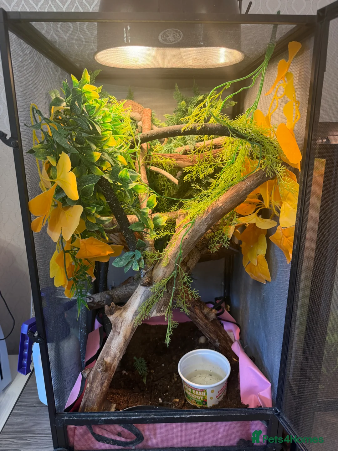 Chameleon reptiles for sale: Panther chameleon female - Advert 2