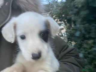 Jack Russell dogs 3 Jack Russel puppies - Advert 3