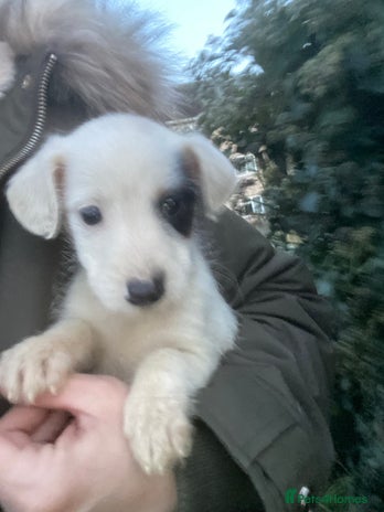 Jack Russell dogs 3 Jack Russel puppies - Advert 3