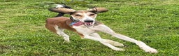 Saluki dogs for stud: KC Registered Saluki Stud in Liskeard - Advert 8