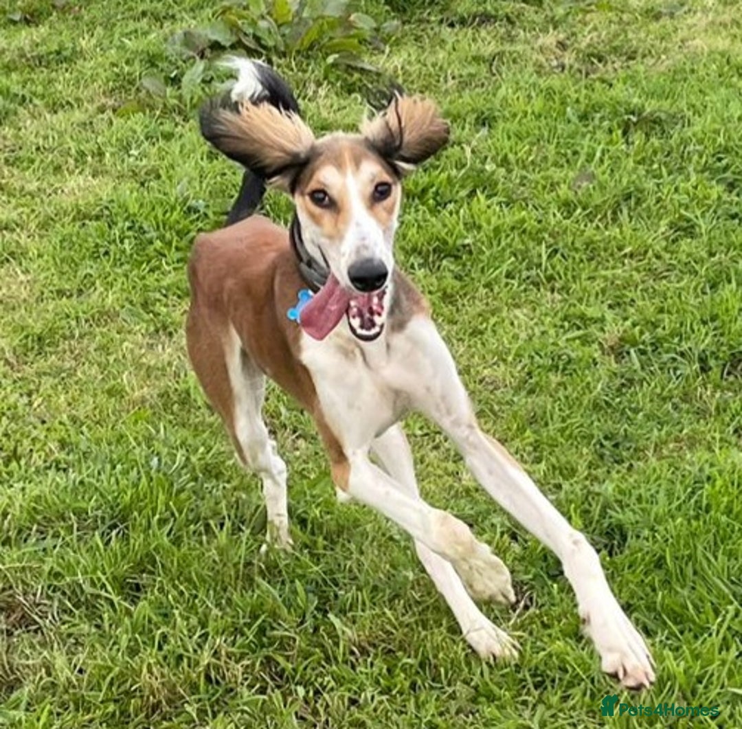 Saluki dogs for stud: KC Registered Saluki Stud in Liskeard - Advert 8