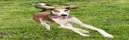 Saluki dogs for stud: KC Registered Saluki Stud - Advert 8