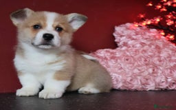 Welsh Corgi Pembroke dogs for sale: Show Quality puppies - Image 1