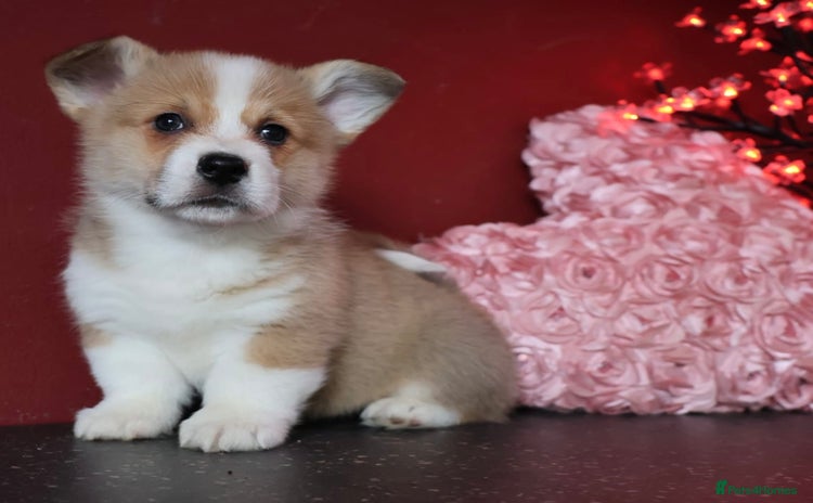 Welsh Corgi Pembroke dogs - Advert 3