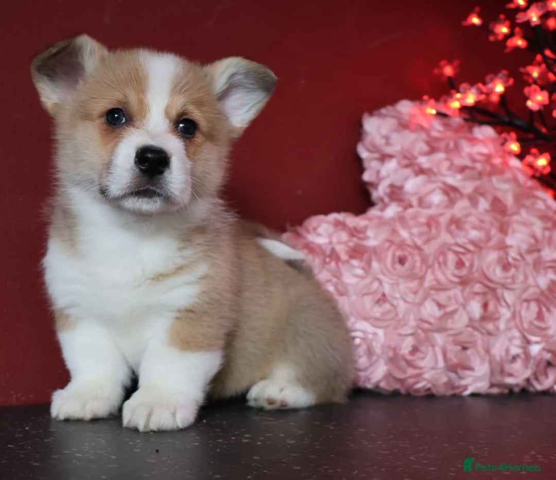 Welsh Corgi Pembroke dogs for sale: Show Quality puppies - Image 1