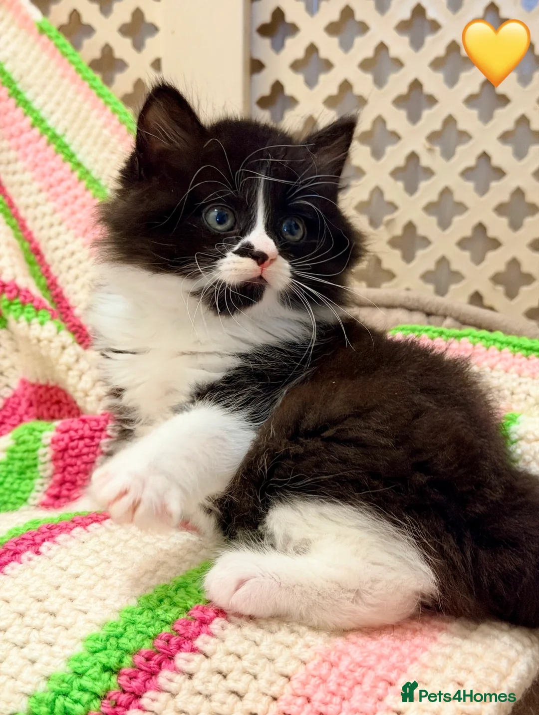 Mixed Breed cats for sale: 💖 MAINE COON X RAGDOLL *PARENTS HEALTH TESTED* 💖 - Advert 5