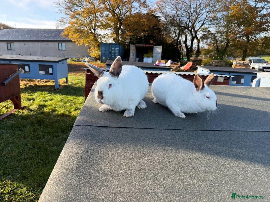 Californian rabbits for sale: White California Rabbits - Advert 1