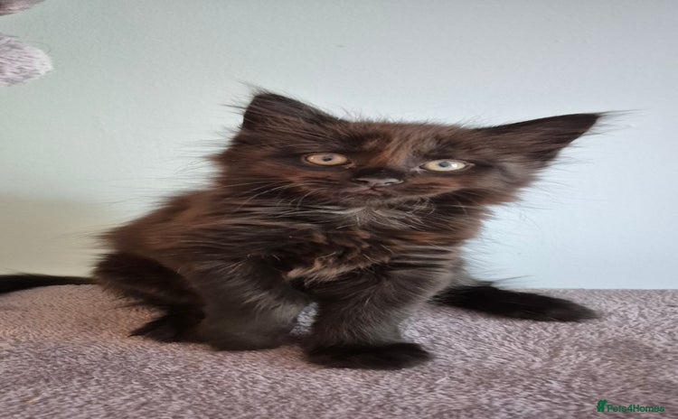 Maine Coon cats - Advert 3